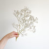 Gypsophila